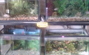 clinica veterinaria zoolomáscotas