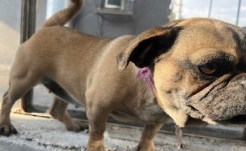 Estetica Canina Happy