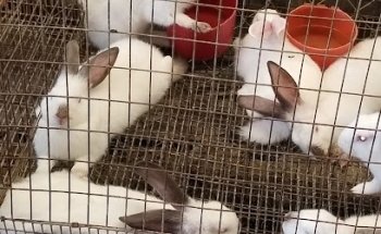 Granero Y Veterinaria Purina