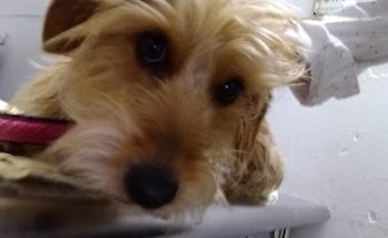 Pet Veterinary Center