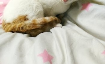 Vet+Cota / Veterinario Aeropuerto / Veterinario 24 horas