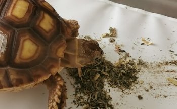 Exotic Pet Medical Center