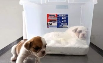 JORGE TORREJON ROMERO