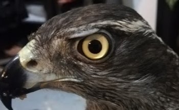 Hospital veterinario aves rapaces