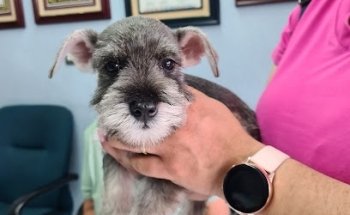 Veterinaria Jardines