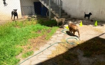 MirueVet Veterinaria Puebla