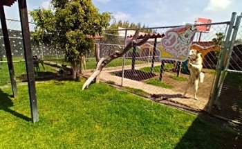 Dog Center