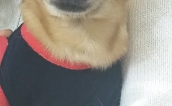 Veterinaria Mundo Animal