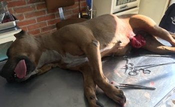 Veterinaria y Zootecnia