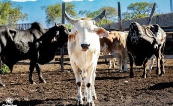 Veterinaria Cabritos