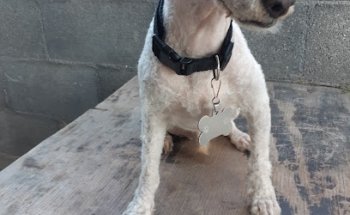 Consultorio Veterinario 