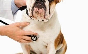 Veterinaria Pets-Bet