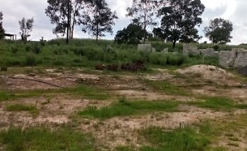 Animalitos Consultorio Veterinario Estética Canina