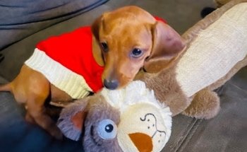 Clinica veterinaria Junior