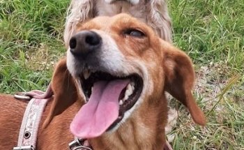 Alfa pets Veterinaria