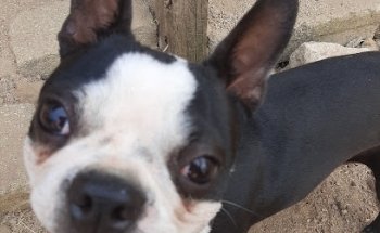 Veterinaria y Estetica canina Garra-Pata