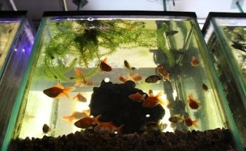 Hobbisimo Veterinaria y Acuario