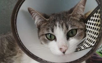 Veterinaria VET'S-CAN