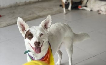 CLINICA VETERINARIA KENVELO