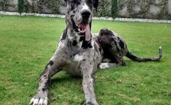 Clinica Veterinaria NATURA VIVA