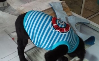 HUELLITAS JR CLINICA VETERINARIA