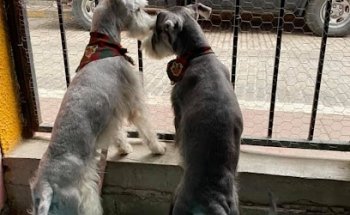 Veterinaria Pelu-Dogs