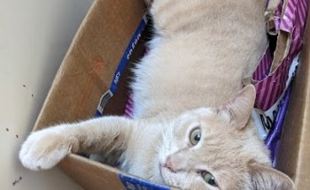 MUNDO ANIMAL CONSULTORIO Y ESTETICA canina