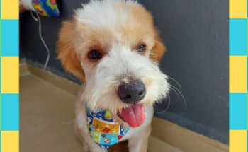 Veterinaria y Estética Canina Spa Canes