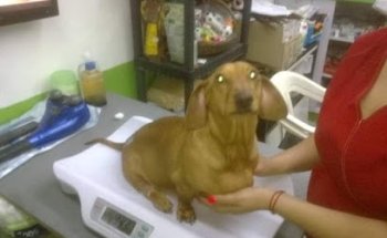 YUMKA Clinica y Estetica Veterinaria