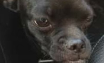 Clínica Veterinaria Galerías