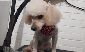 estetica canina ginger