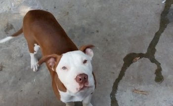 Clínica Veterinaria Delegacional