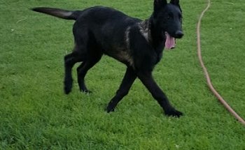 Criadero de cachorros 