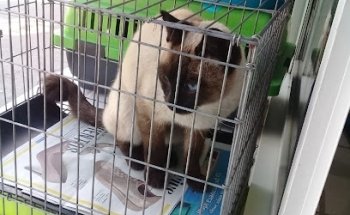 Mascota Muy Muy Feliz