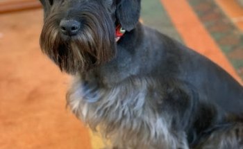 Clínica Veterinaria Olas Altas