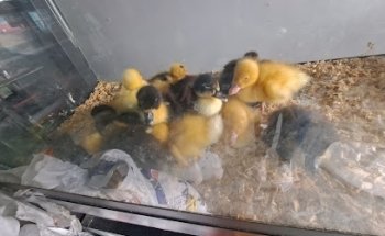 ACUA-REY tienda de mascotas