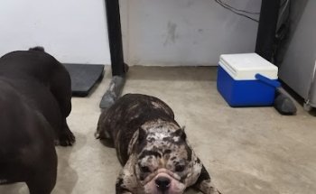 Clínica Veterinaria y Estética Canina Pocas Pulgas