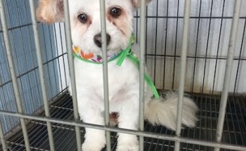 Family Pet Valle del Sol