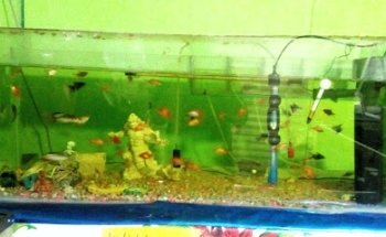 Servicio Veterinario 