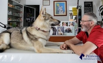 Veterinary Dermatology Perrionni