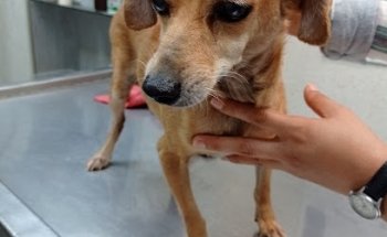 Central Veterinaria del Golfo