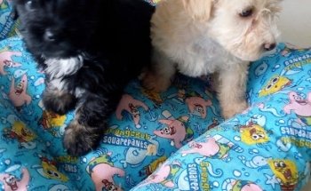 .-CACHORROS VETERINARIA.-