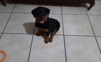 Veterinaria Pequeños Amigos