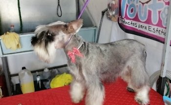 Vadara Clinica Veterinaria