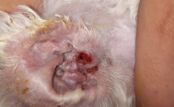 specializing in dogs and cats Veterinary Hospital