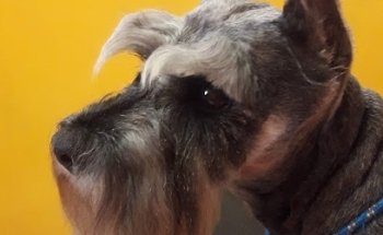 CheffDog Sucursal Arco Sur