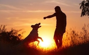 veterinaria pet friendly