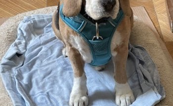 Dog Veterinary Hospital Life