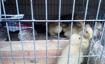 Huixquiestetic Canina