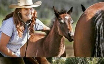 Veterinaria El Potrillo